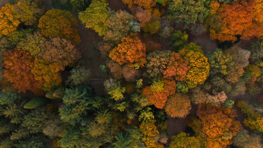 Aerial view of a dense forest in autumn, showing trees with vibrant foliage in shades of orange, yellow, red, and green. The mix of colors creates a patchwork effect on the leafy landscape.