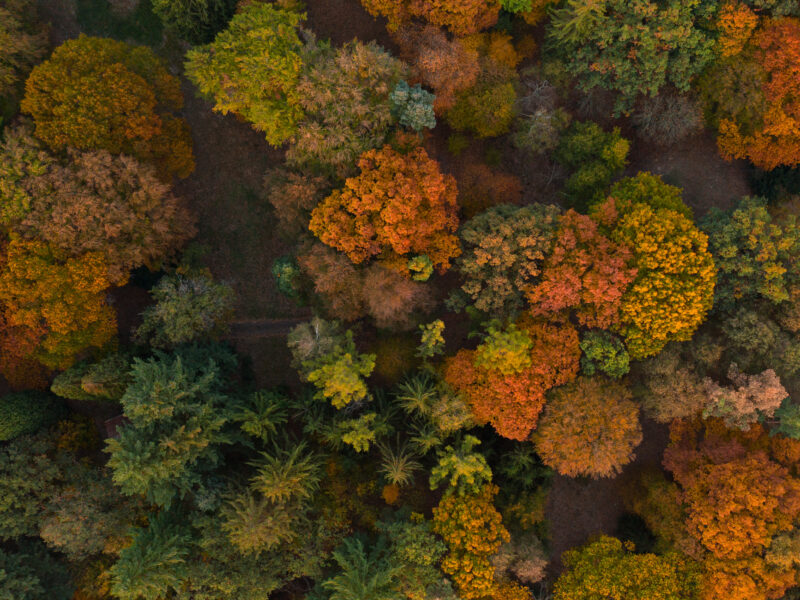 Aerial view of a dense forest in autumn, showing trees with vibrant foliage in shades of orange, yellow, red, and green. The mix of colors creates a patchwork effect on the leafy landscape.