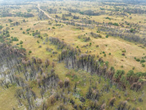 Aerial view of a landscape with scattered trees, grassy hills, and patches of burnt or dead trees, showing signs of previous wildfire damage. A winding dirt road cuts through the landscape in the background.