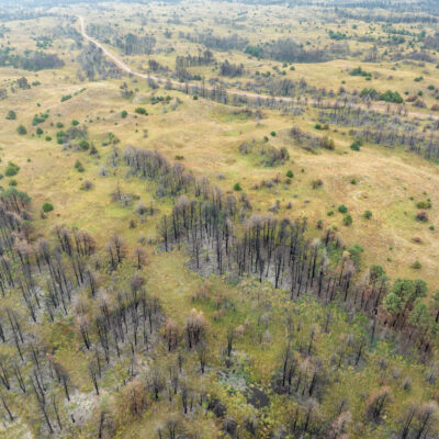 Aerial view of a landscape with scattered trees, grassy hills, and patches of burnt or dead trees, showing signs of previous wildfire damage. A winding dirt road cuts through the landscape in the background.