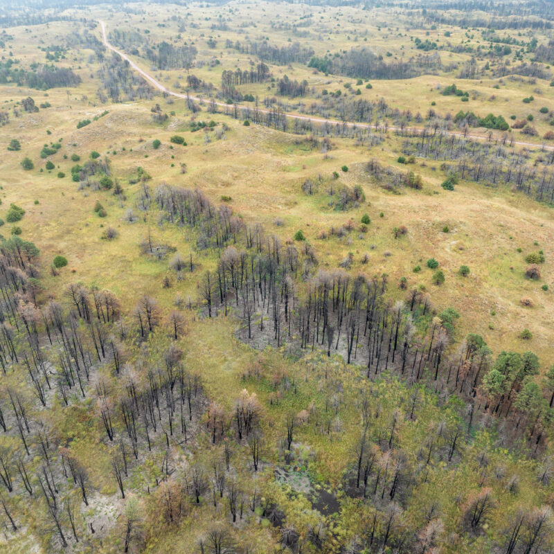 Aerial view of a landscape with scattered trees, grassy hills, and patches of burnt or dead trees, showing signs of previous wildfire damage. A winding dirt road cuts through the landscape in the background.