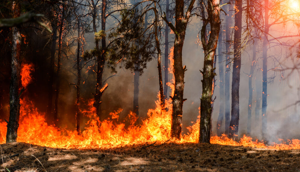 A ferocious wildfire spreads through a dense forest, engulfing trees and ground in bright orange flames, with smoke rising into the air and sunlight filtering through the trees.