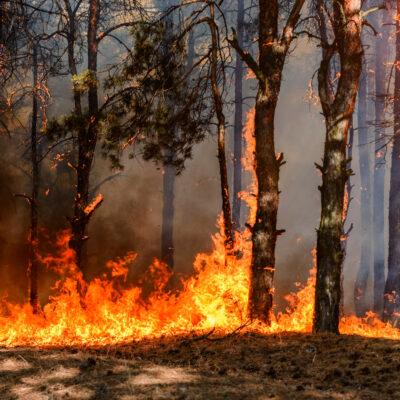 A ferocious wildfire spreads through a dense forest, engulfing trees and ground in bright orange flames, with smoke rising into the air and sunlight filtering through the trees.