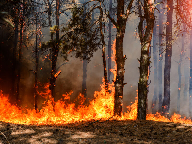 A ferocious wildfire spreads through a dense forest, engulfing trees and ground in bright orange flames, with smoke rising into the air and sunlight filtering through the trees.