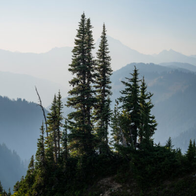 A cluster of tall evergreen trees stands on a hilltop, resilient in the aftermath of a recent wildfire, with misty blue mountains and ridges fading into the hazy distance under a pale sky.
