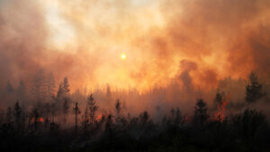 A raging wildfire burns through a forest, with thick smoke filling the sky and the sun barely visible through the haze. Trees are silhouetted against the orange glow of the wildfire’s flames.