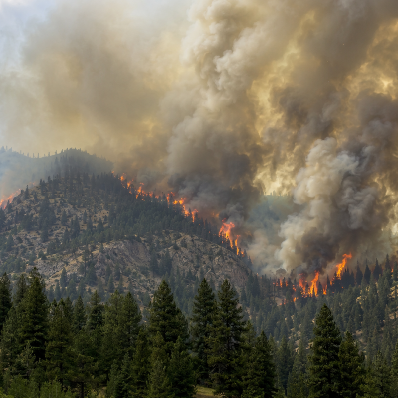A fierce wildfire burns through a dense forest on a mountain slope, with tall flames and thick smoke rising into the sky. Pine trees cover the landscape as the wildfire rapidly spreads.