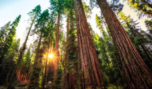 Tall redwood trees in a lush green forest, once threatened by wildfire, now stand resilient with sunlight streaming through the branches, creating a warm glow and lens flare near the forest floor.