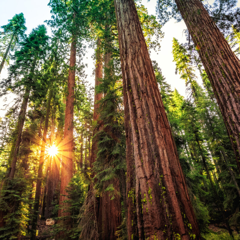 Tall redwood trees in a lush green forest, once threatened by wildfire, now stand resilient with sunlight streaming through the branches, creating a warm glow and lens flare near the forest floor.