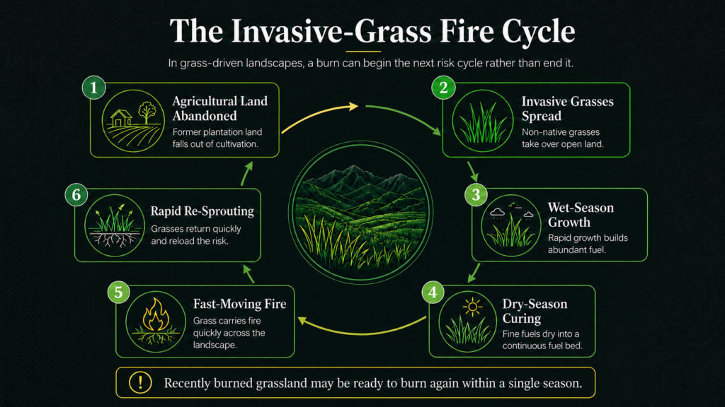 A diagram shows the invasive-grass fire cycle with six steps, illustrating how abandoned land with invasive grasses quickly burns and regrows, fueling a recurring wildfire risk throughout the year.