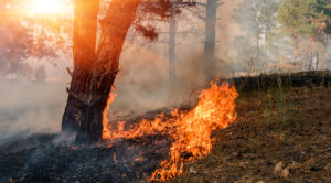 A raging wildfire burns at the base of a tree in a forest, with flames spreading across dry grass and thick smoke filling the air under sunlight.
