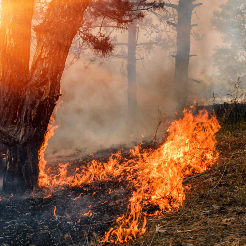 A raging wildfire burns at the base of a tree in a forest, with flames spreading across dry grass and thick smoke filling the air under sunlight.