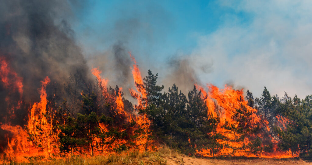Large wildfire burning through a forest, with tall flames and thick smoke rising into the sky, as green pine trees are partially engulfed by fire—perfect for illustrating the intensity of a wildfire event that could benefit from advanced analytics to track its spread.