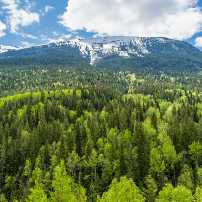 A lush green forest stretches up a mountainside, with snow-capped peaks in the background under a partly cloudy blue sky, standing resilient in the aftermath of a recent wildfire.