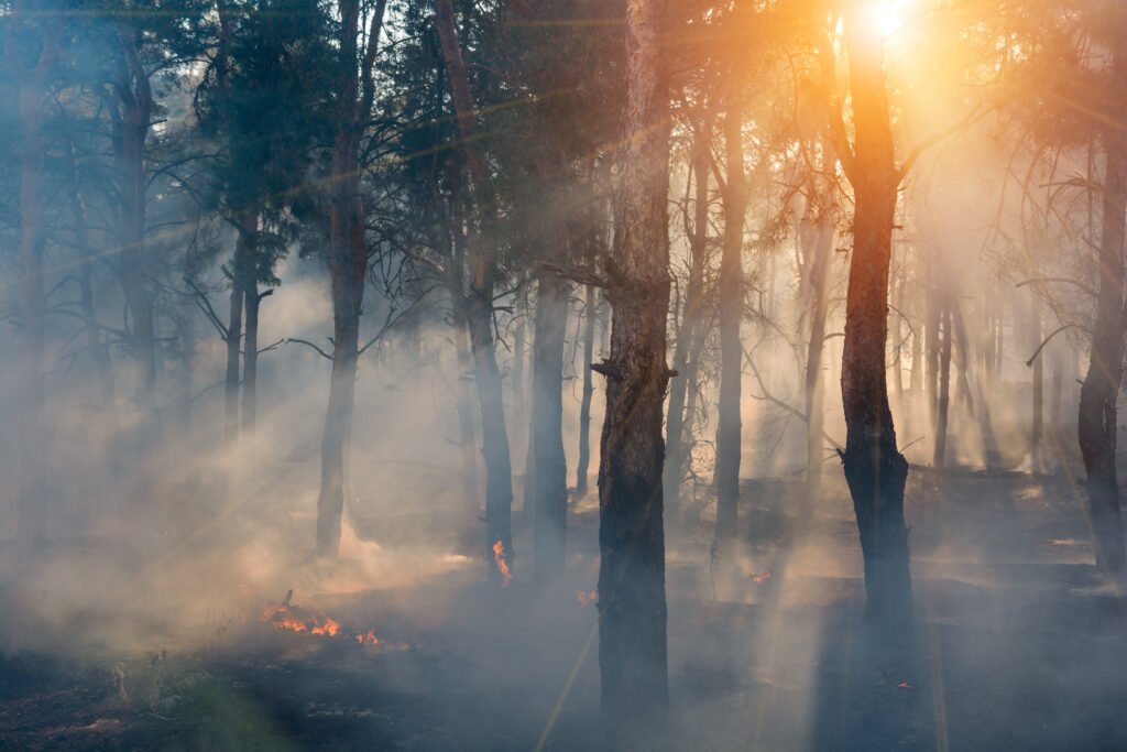 Sunlight streams through trees in a forest where small wildfire flames burn on the ground amidst thick smoke.